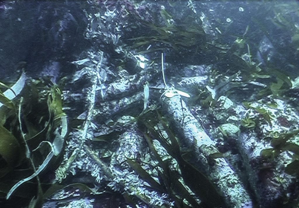 Pile of iron anchors sitting on a rocky seabed, surrounded by kelp