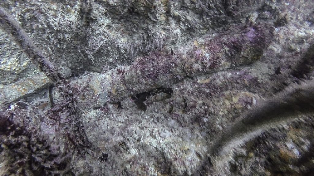 Corroded iron gun on a rocky seabed surrounded by kelp