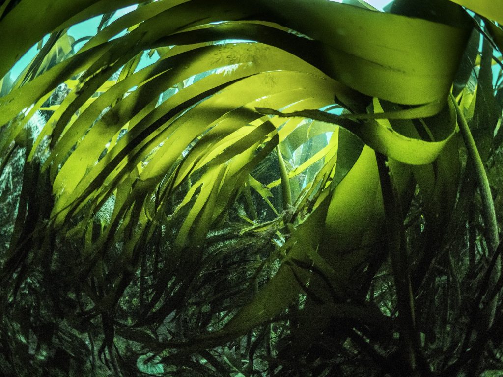 Green kelp leaves on the seabed, with the light filtering through the water from above