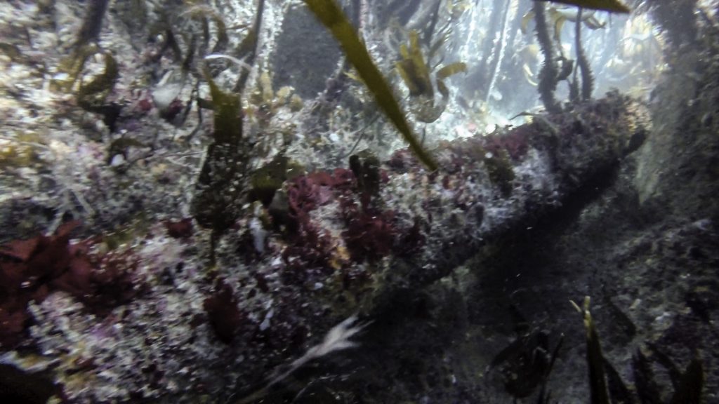 Corroded iron gun on the seabed surrounded by kelp