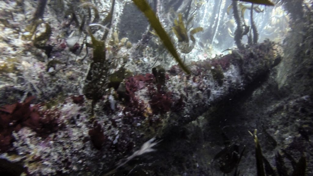 Corroded iron gun on a rocky seabed surrounded by kelp