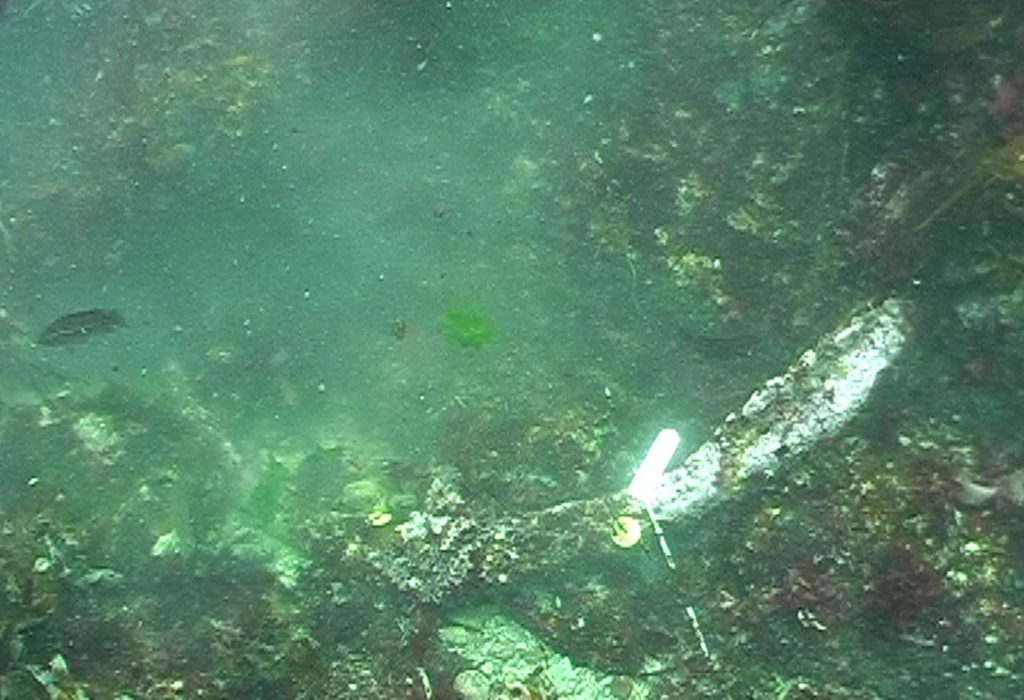 Arms of an iron anchor sitting on a rocky seabed, surrounded by kelp