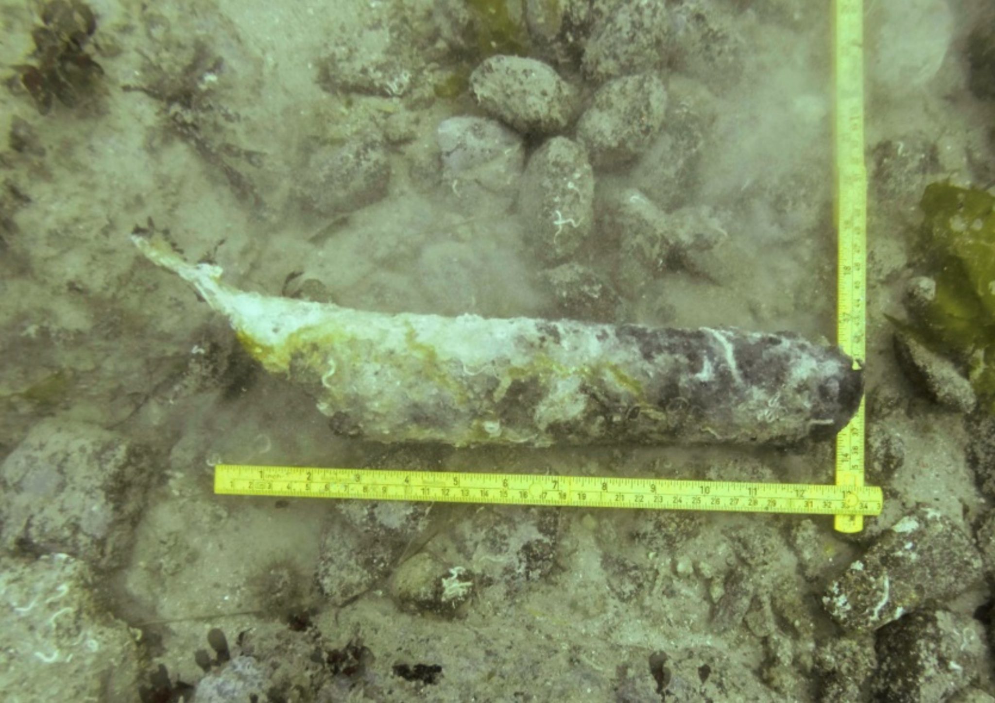 Underwater photo of lead scupper (O4) situated on the seabed some 3.5m to the south of the cargo mound. A ruler is included for scale indicating a rough size of 40cm.